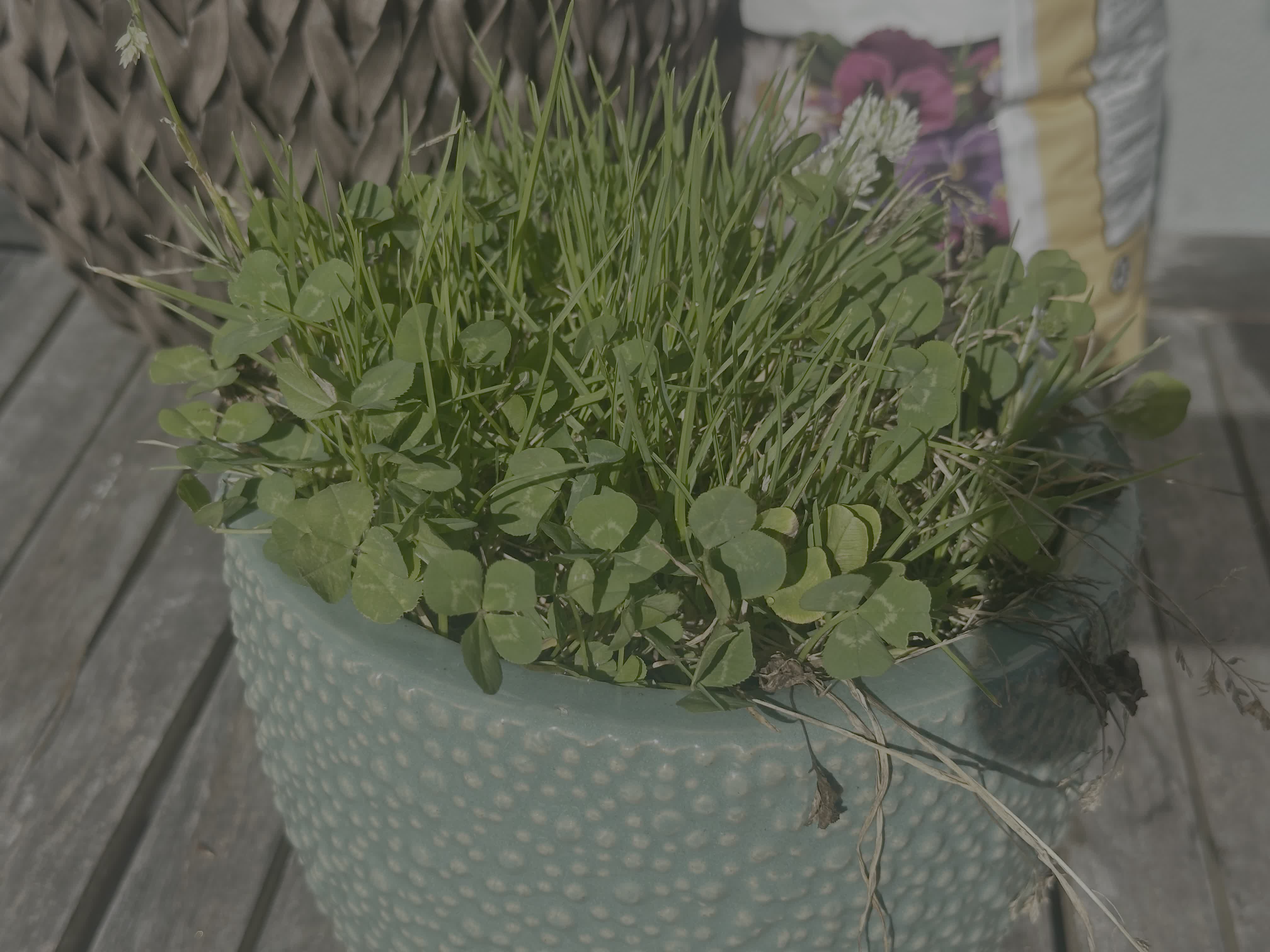 my “lucky clover patch”. How many four leaf clovers do you see?